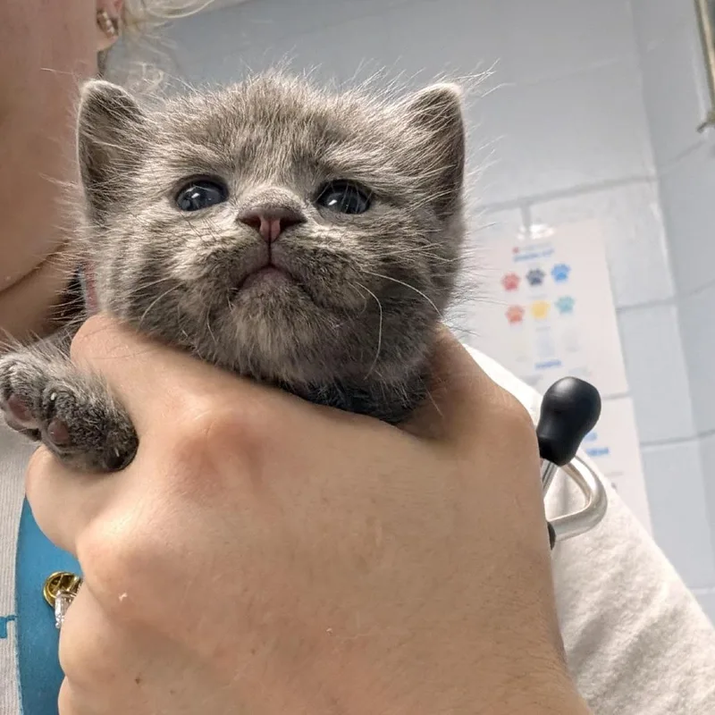A baby small-sized female Domestic Short Hair cat named Annwyn for adoption in Indianapolis, IN