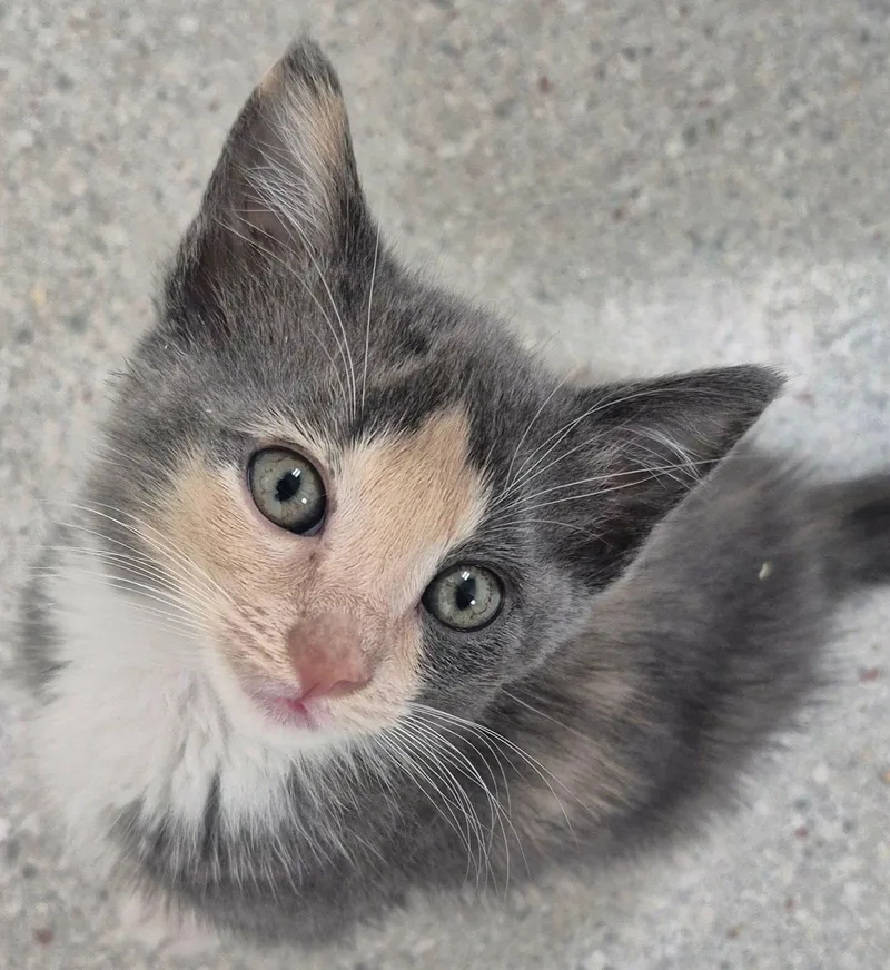 A young small-sized female Dilute Calico Domestic Short Hair cat named Pearl Hart for adoption in Hollister, CA