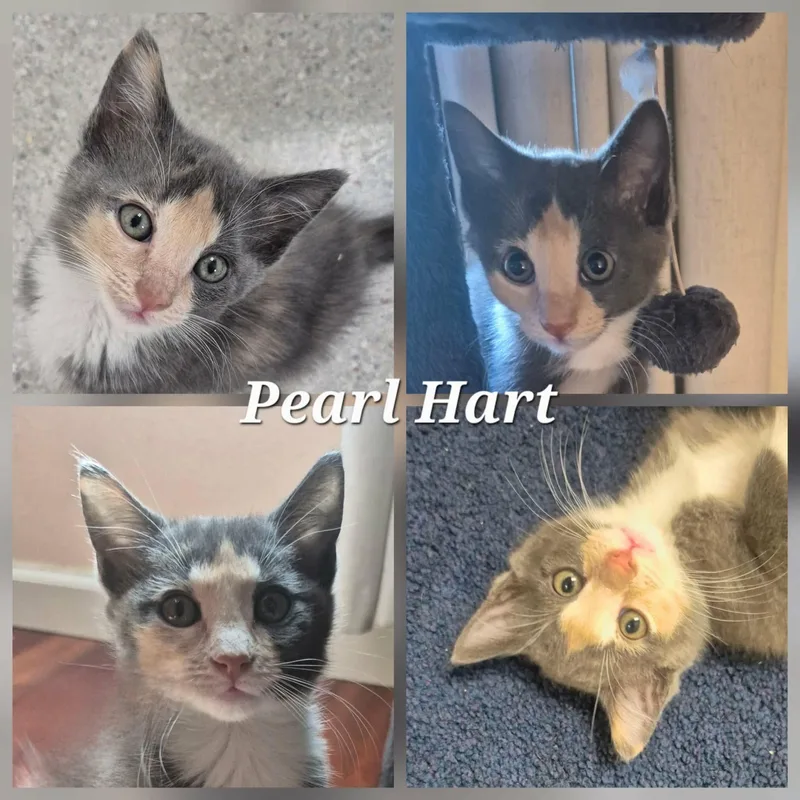 Pearl Hart thumbnail 4