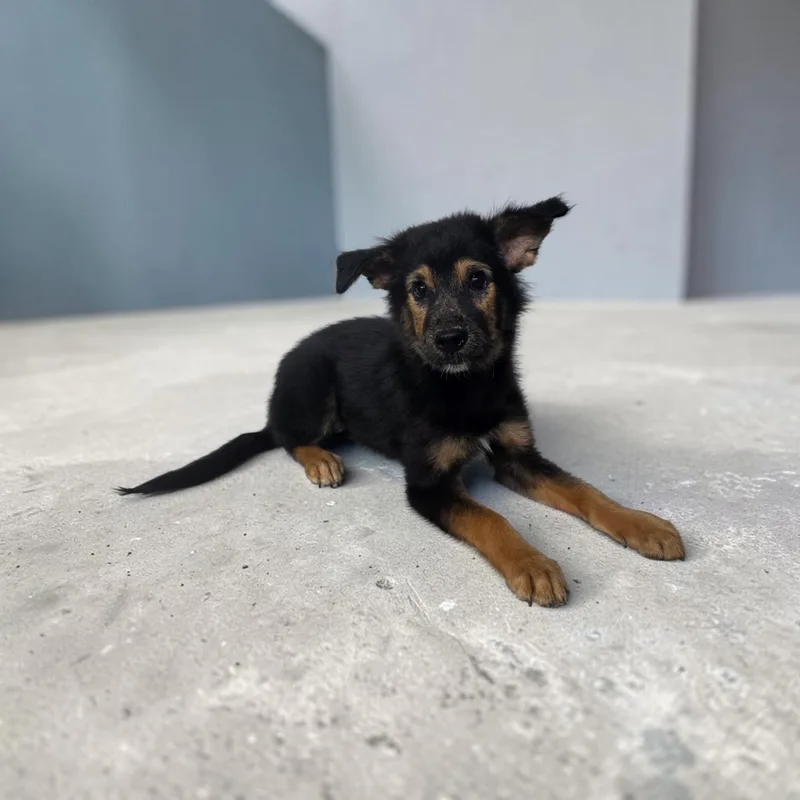 Lucy
