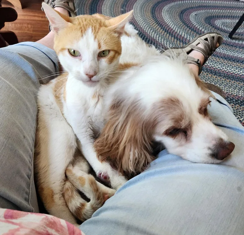 A young medium-sized male Orange & White Domestic Short Hair cat named Cucumber for adoption in Williamsburg, IA