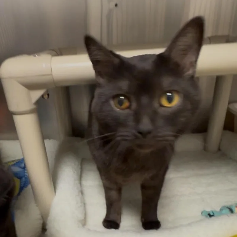 Tig And Jax Bonded thumbnail 2