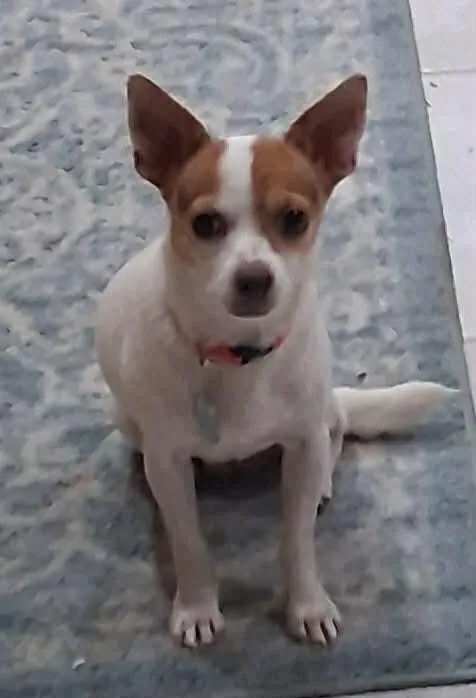 An adult small-sized female Mixed Breed dog named Lady Eris for adoption in De Pere, WI