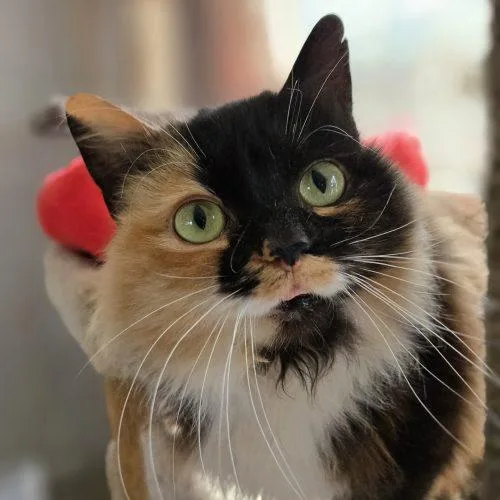 Fanny Fay thumbnail 2