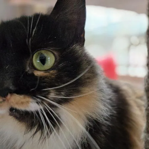 Fanny Fay thumbnail 3