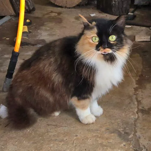 Fanny Fay thumbnail 4