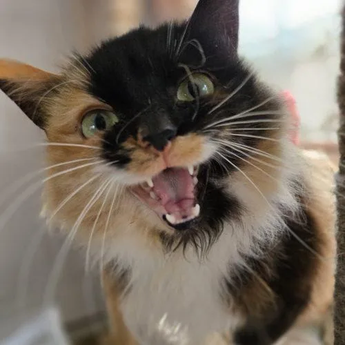 Fanny Fay thumbnail 5