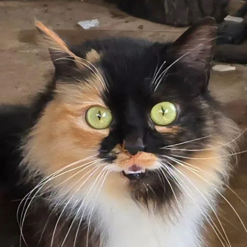 Fanny Fay thumbnail 6