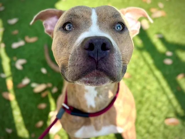 A young large-sized male Staffordshire Bull Terrier dog named Groot for adoption in Orlando, FL