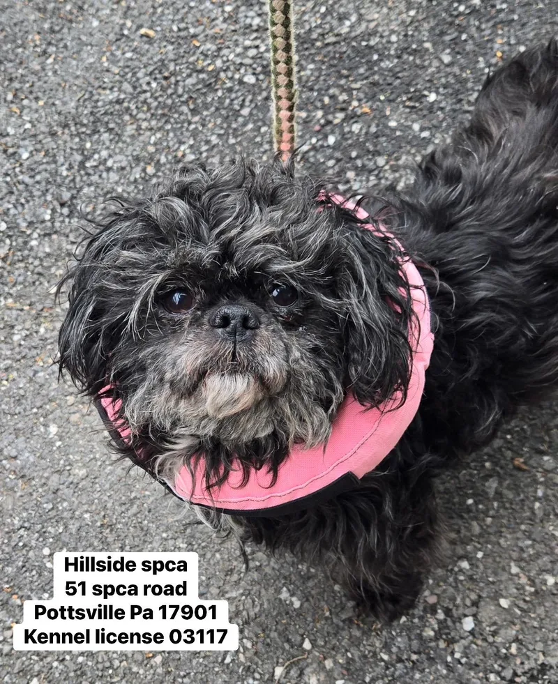 An adult small-sized female Black Shih Tzu dog named Channing for adoption in Pottsville, PA