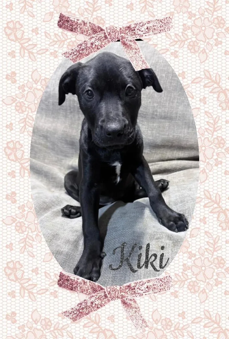 A baby medium-sized female Mixed Breed dog named Kiki for adoption in Lutz, FL