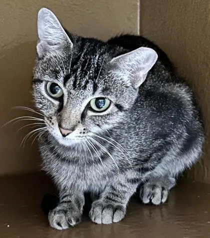 An adult small-sized female Domestic Short Hair cat named Bonnie for adoption in Phoenix, AZ