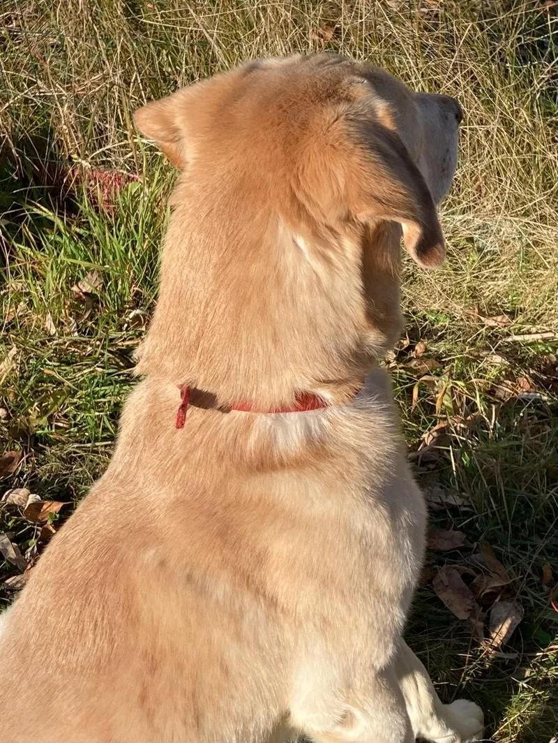 An adult medium-sized male Labrador Retriever dog named Teddy in New England for adoption in Waitsfield, VT