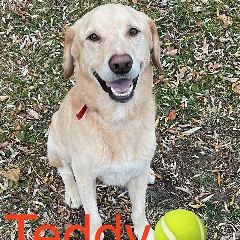Teddy in New England thumbnail 2