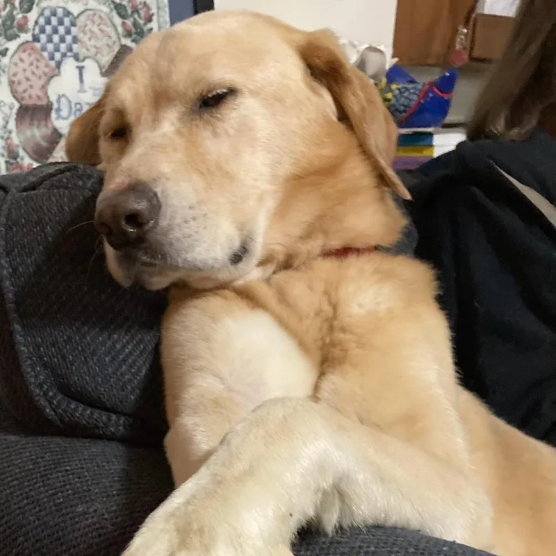 Teddy in New England thumbnail 3