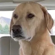 Teddy in New England thumbnail 4
