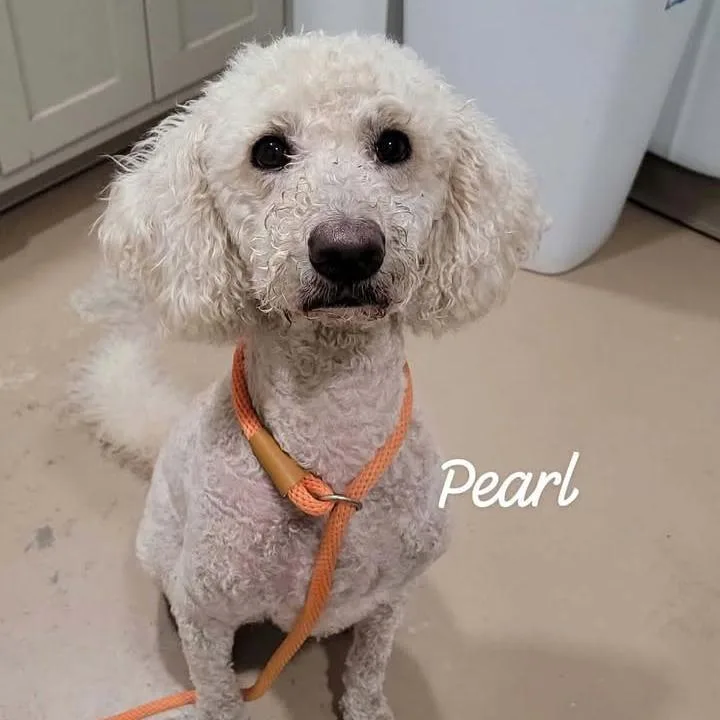An adult medium-sized female White / Cream Standard Poodle dog named Pearl for adoption in Buchanan Dam, TX