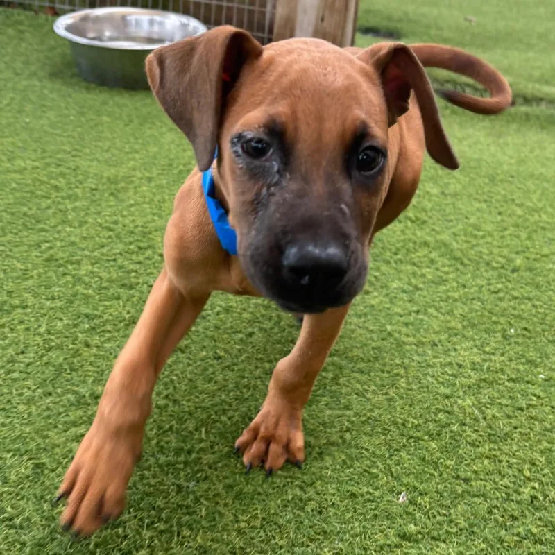 A baby small-sized male Red / Chestnut / Orange Shepherd dog named Red for adoption in LOXAHATCHEE, FL