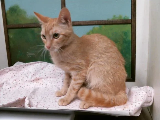 A baby small-sized female Domestic Short Hair cat named Babydoll for adoption in Houston, TX