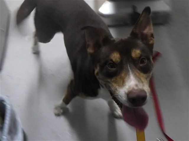 A young medium-sized male Pit Bull Terrier dog named Zaxby'S for adoption in Augusta, GA