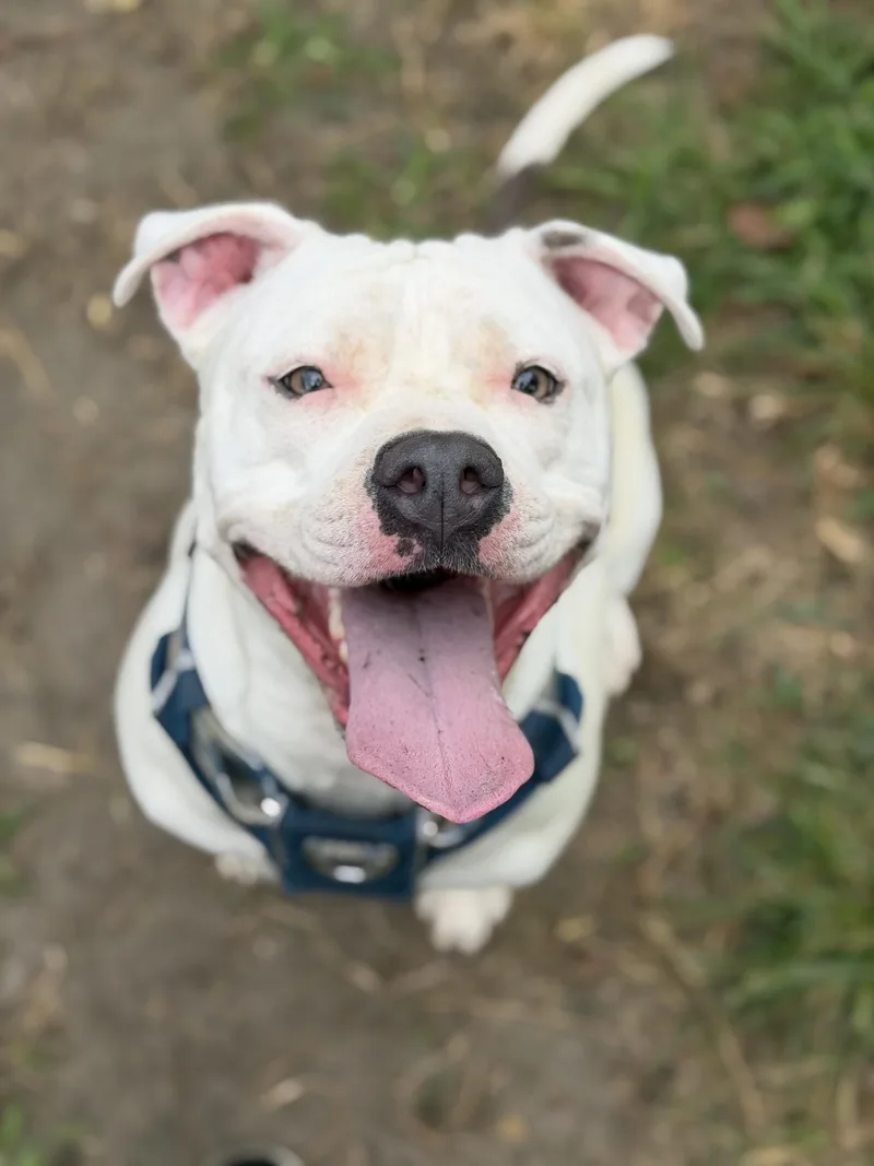 An adult large-sized female Pit Bull Terrier dog named Izzy for adoption in Petersburg, VA