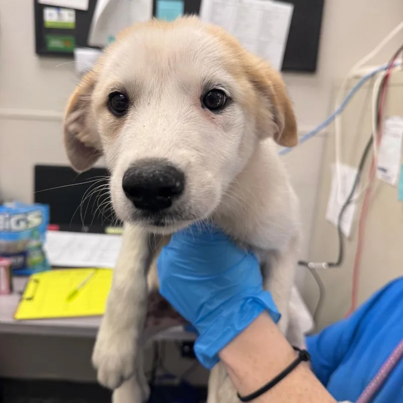 A baby small-sized female White / Cream Mixed Breed dog named Blue Razz Slush for adoption in Columbiana, AL