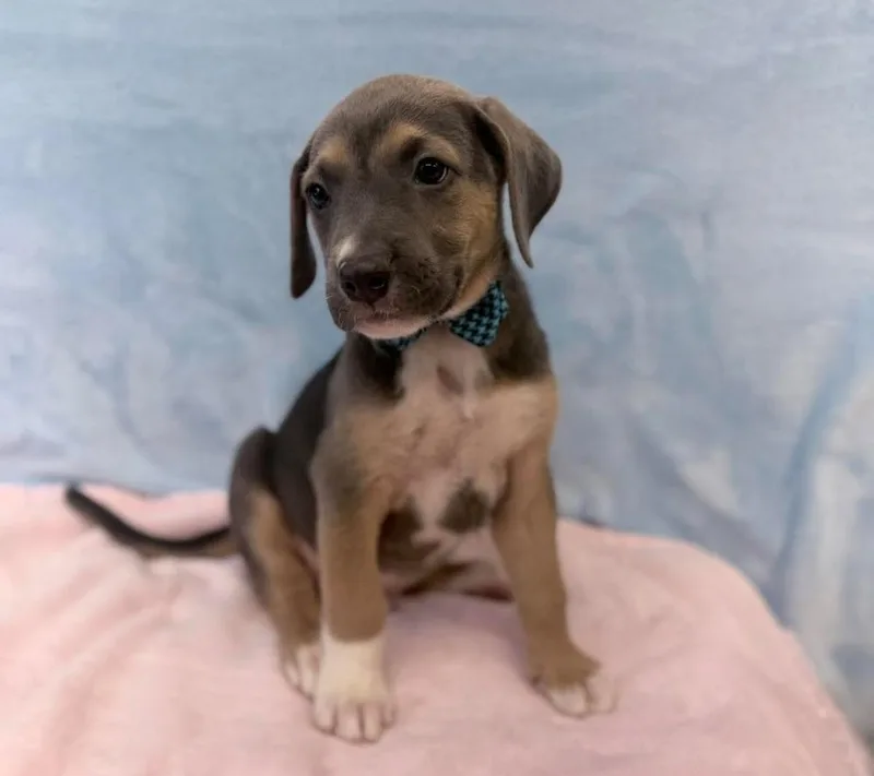 A baby large-sized male Labrador Retriever dog named Mitchell for adoption in Sedalia, CO