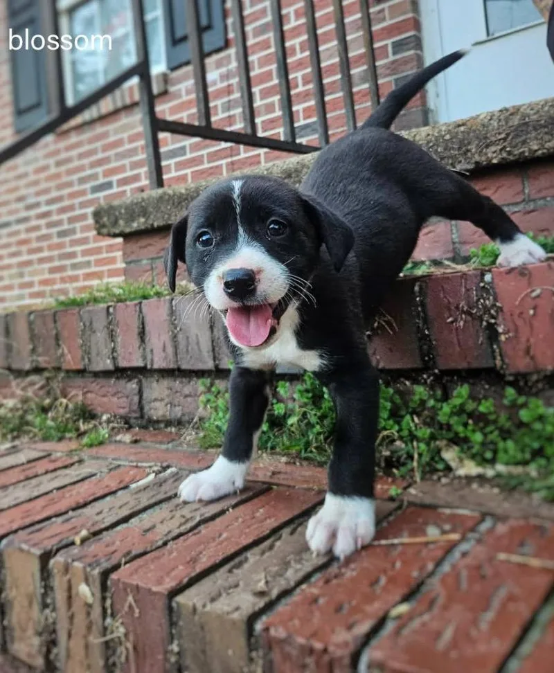 A baby medium-sized female Mixed Breed dog named Blossom for adoption in Fond Du Lac, WI