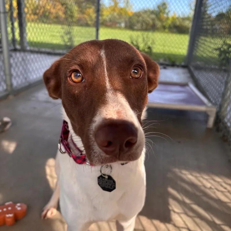 A young medium-sized female Border Collie dog named Hope for adoption in Brookfield, WI