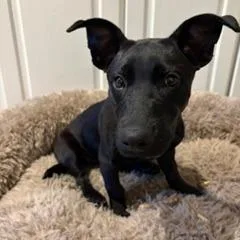 A baby small-sized female Black Labrador Retriever dog named Teddi for adoption in Wake Forest, NC