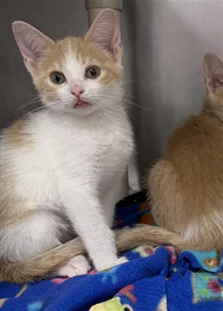 A baby small-sized female Domestic Short Hair cat named Galapagos Fur Seal for adoption in Omaha, NE