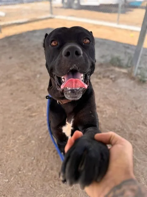 A young extra large-sized male Cane Corso dog named Draco for adoption in Bakersfield, CA
