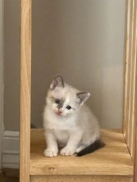 A baby small-sized male Domestic Short Hair cat named Caviar for adoption in Sugar Land, TX