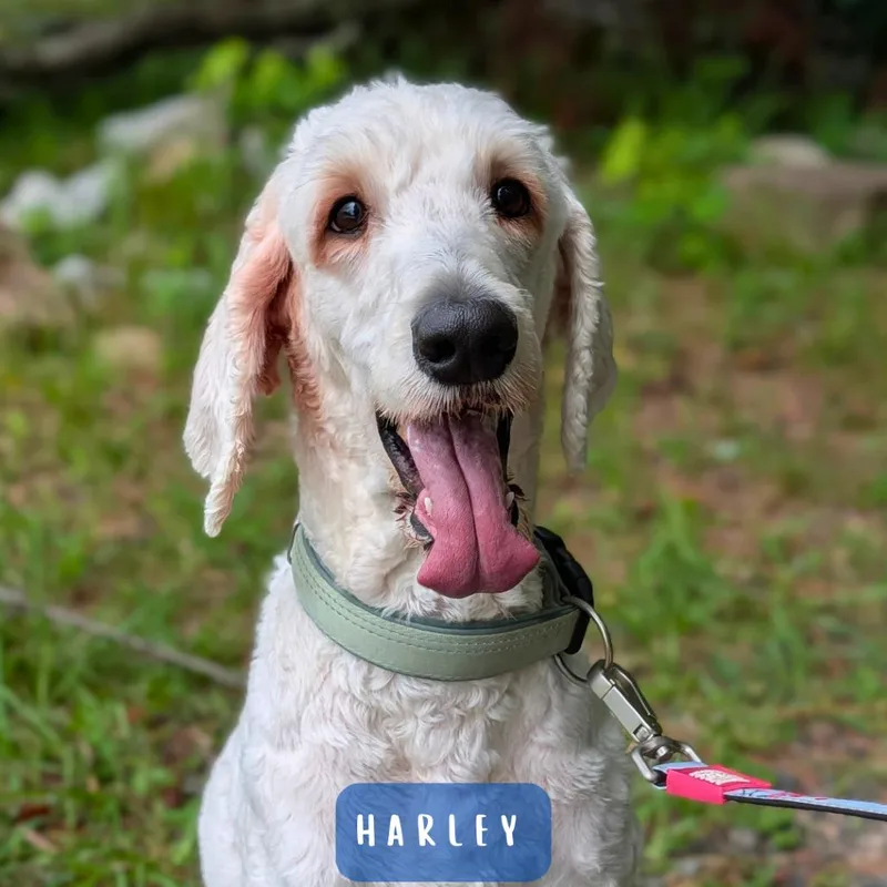 Harley