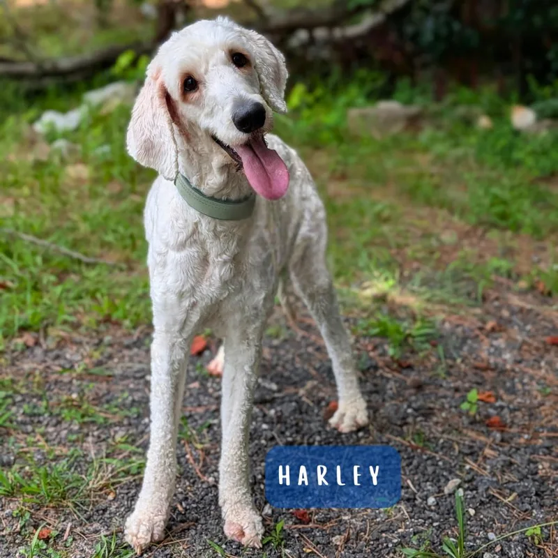 Harley thumbnail 2