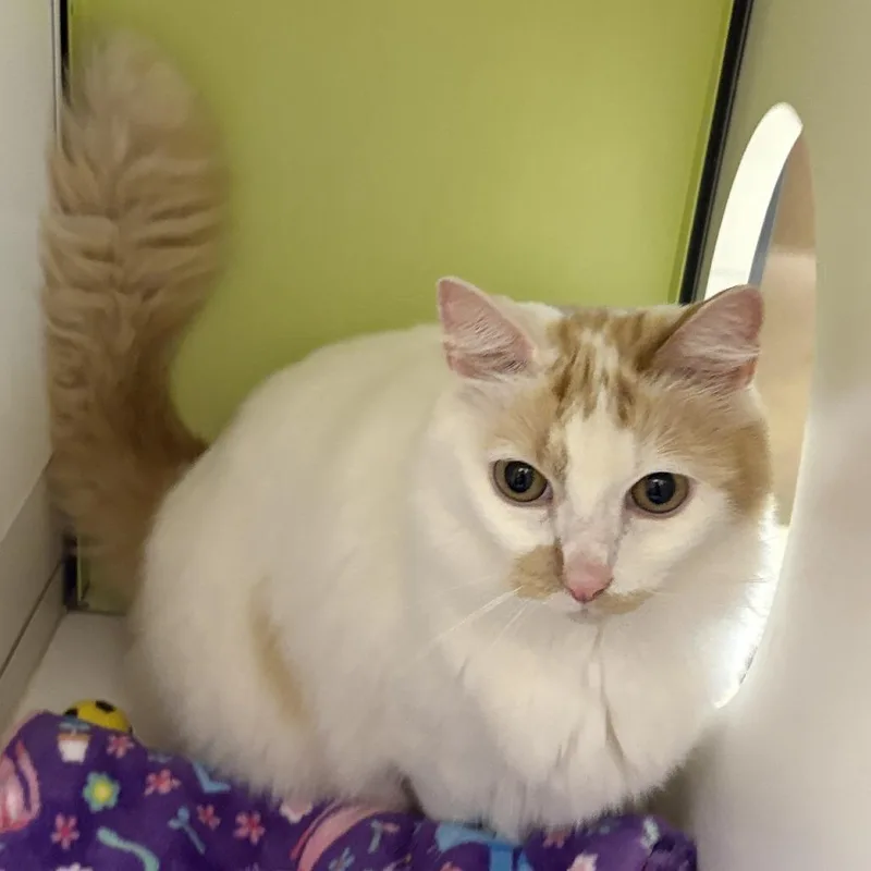 A senior large-sized female White Domestic Long Hair cat named Pumpkin for adoption in Temecula, CA