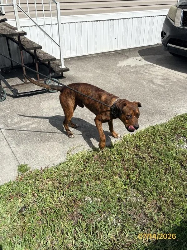 An adult medium-sized male Mixed Breed dog named Tigger for adoption in Melbourne, FL