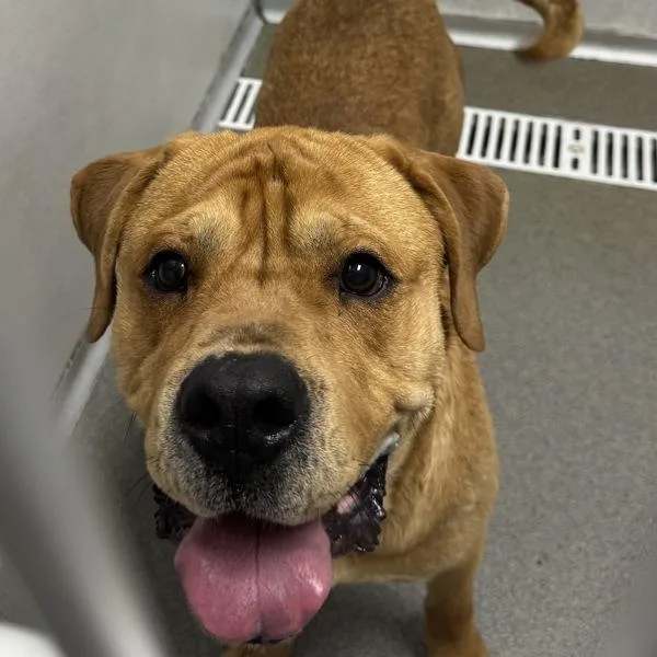 An adult large-sized male Mastiff dog named Walter for adoption in Des Moines, IA