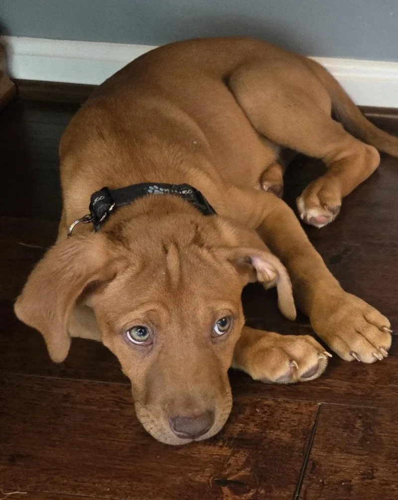 A baby medium-sized female Labrador Retriever dog named Terra for adoption in Spotsylvania, VA
