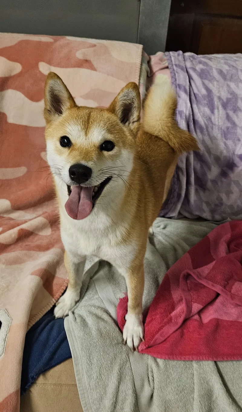 A baby small-sized female Shiba Inu dog named Luna for adoption in Agoura Hills, CA
