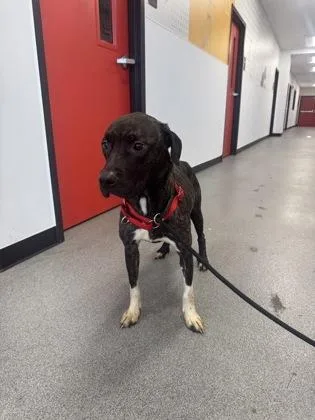 An adult medium-sized female Mixed Breed dog named Midnight for adoption in West Chester, PA