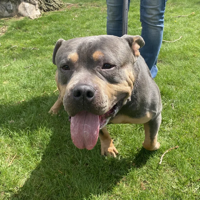 An adult large-sized male Gray / Blue / Silver Terrier dog named Tank for adoption in Elyria, OH