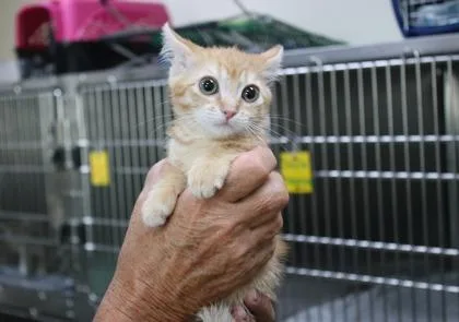 A baby small-sized female Domestic Short Hair cat named Red Rover for adoption in Brunswick, GA