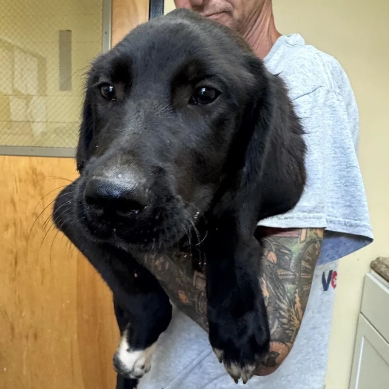 A baby medium-sized male Black Mixed Breed dog named Loki for adoption in Corinth, MS