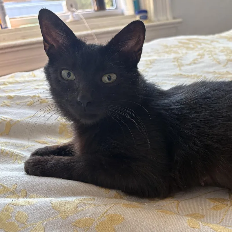 A young medium-sized female Black Domestic Short Hair cat named Macadamia for adoption in Pittsburgh, PA