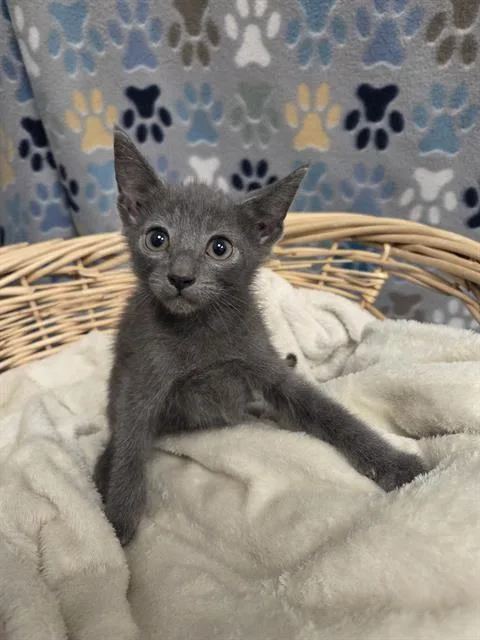 A baby small-sized male Domestic Short Hair cat named Harris for adoption in Rosenberg, TX