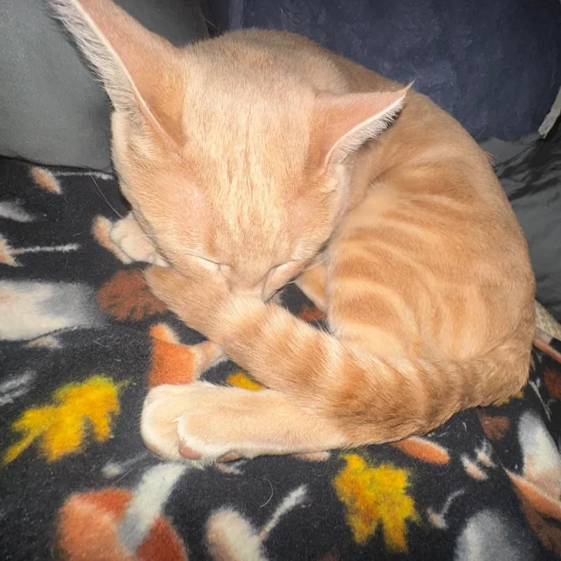 An adult large-sized male Buff / Tan / Fawn Domestic Short Hair cat named Angelo for adoption in Tempe, AZ