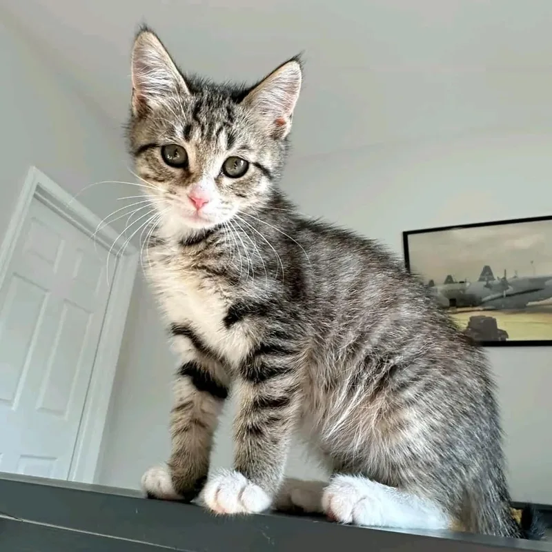 A young medium-sized male Tabby (Buff / Tan / Fawn) Tabby cat named Bango for adoption in Stanley, NC