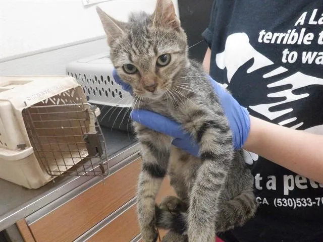 An adult small-sized female Domestic Short Hair cat named Maggie for adoption in Oroville, CA