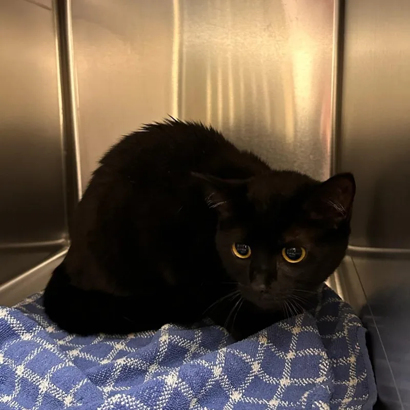 A young small-sized female Black Domestic Short Hair cat named Mabel for adoption in Springfield, MA